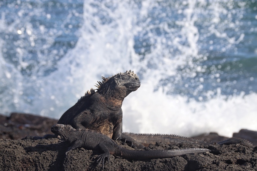 Isla Isabela, Zeitreise und Godzilla